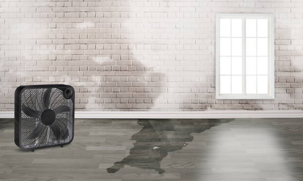 Best Mold removal after water damage  in Garfield Heights, OH